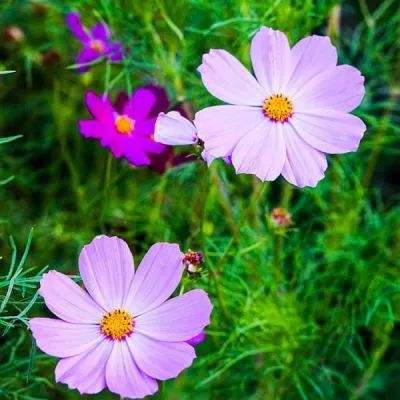 2023管家婆资料正版大全澳门app下载