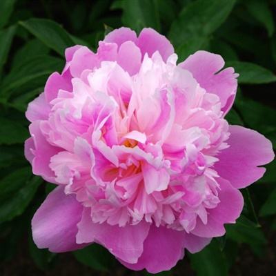 皇冠体育安卓app